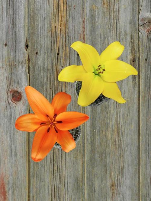 30 YELLOW & 30  ORANGE   L.A. HYBRID LILIES